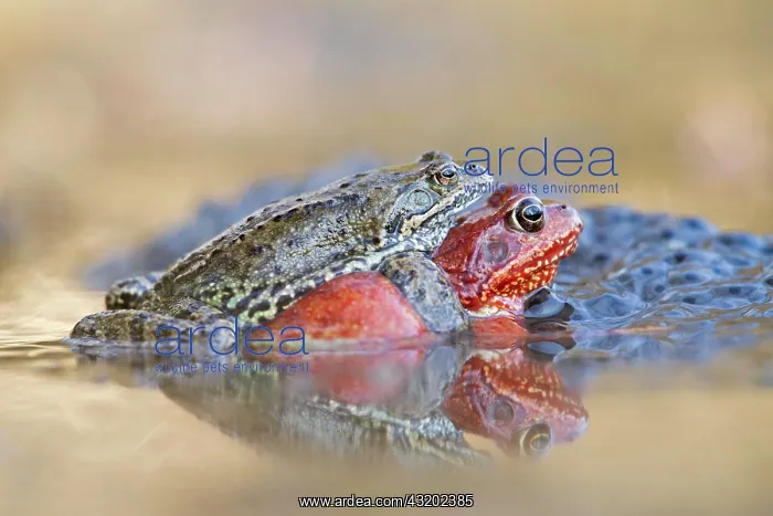 : Common frog (Rana temporaria) in amplexus in front : Common frog (Rana temporaria) in amplexus in front