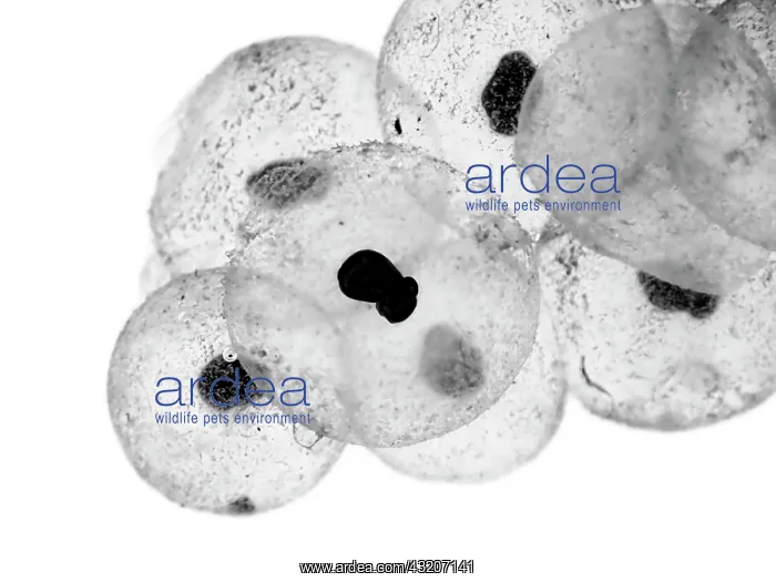 : Common frog (Rana temporaria), eggs, frogspawn : Common frog (Rana temporaria), eggs, frogspawn