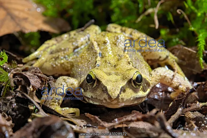 : Common frog (Rana temporaria), France : Common frog (Rana temporaria), France