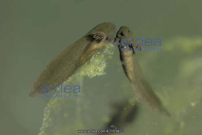 : Common frog (Rana temporaria), freshly hatched larvae : Common frog (Rana temporaria), freshly hatched larvae
