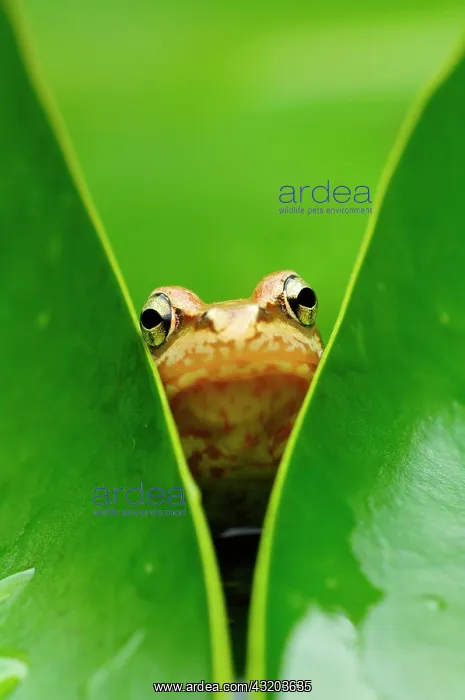 : Common frog (Rana temporaria), juvenile : Common frog (Rana temporaria), juvenile