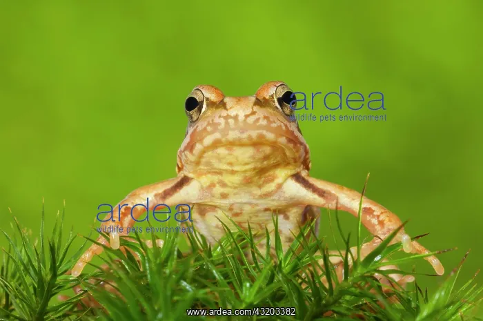 : Common frog (Rana temporaria) on moss, juvenile : Common frog (Rana temporaria) on moss, juvenile