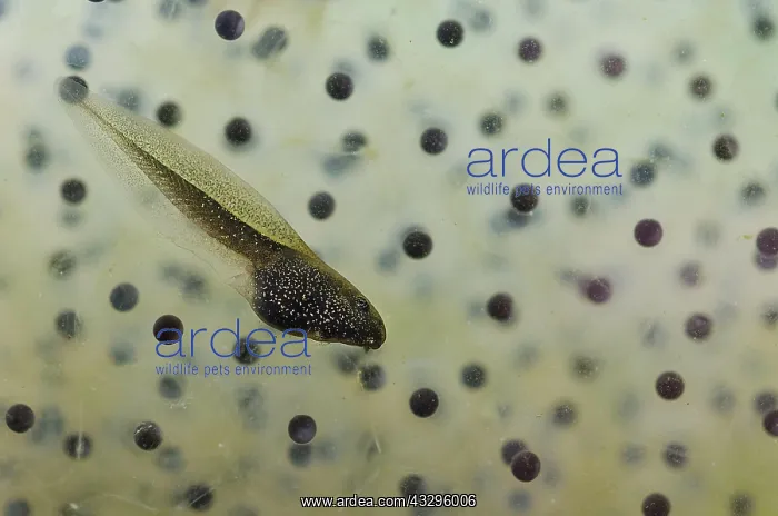 : Common Frog (Rana temporaria) tadpole and spawn : Common Frog (Rana temporaria) tadpole and spawn