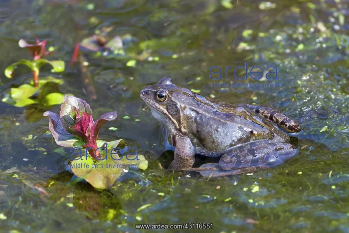 : Common frog (Rana temporaria)in shalow water : Common frog (Rana temporaria)in shalow water