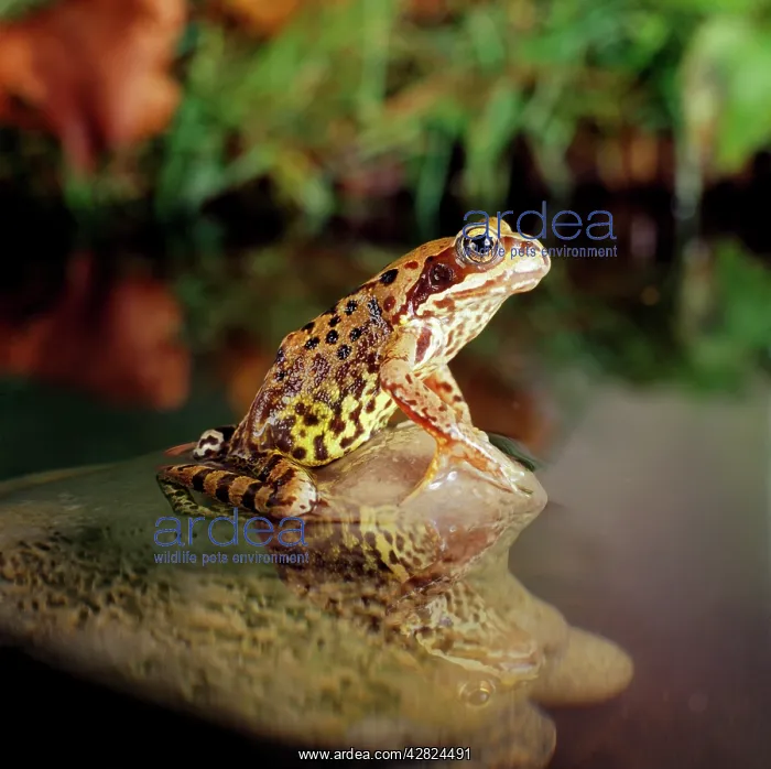 : COMMON FROG - ON ROCK : COMMON FROG - ON ROCK