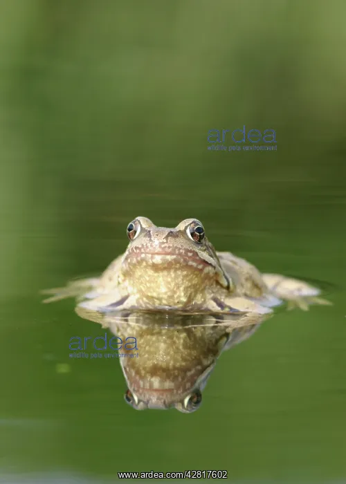 : Common Frog - Showing reflection front view : Common Frog - Showing reflection front view