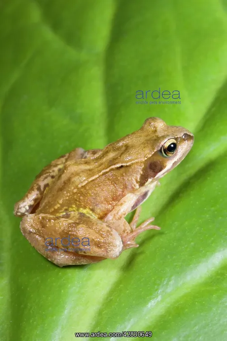 : Common Frog - sitting on leaf : Common Frog - sitting on leaf