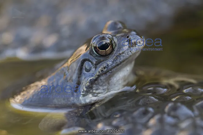  : Common Frog - sitting in spawn - Germany