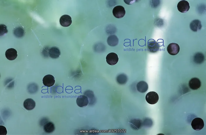 : COMMON FROG SPAWN : COMMON FROG SPAWN