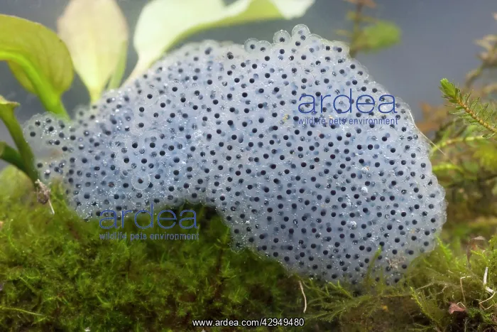 : Common frog spawn - Clump of spawn photographed underwater : Common frog spawn - Clump of spawn photographed underwater