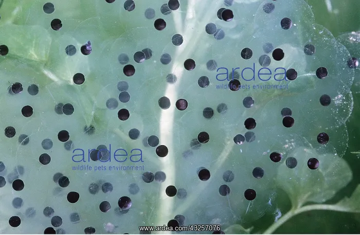  : COMMON FROG SPAWN - freshly laid