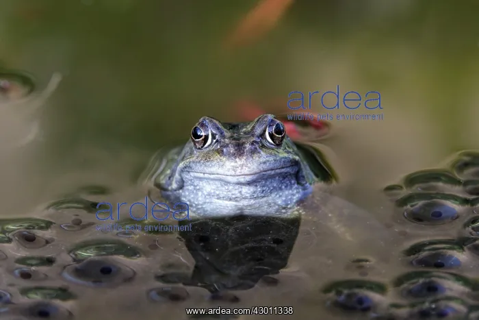 : Common Frog and spawn in garden pond County Durham, UK : Common Frog and spawn in garden pond County Durham, UK