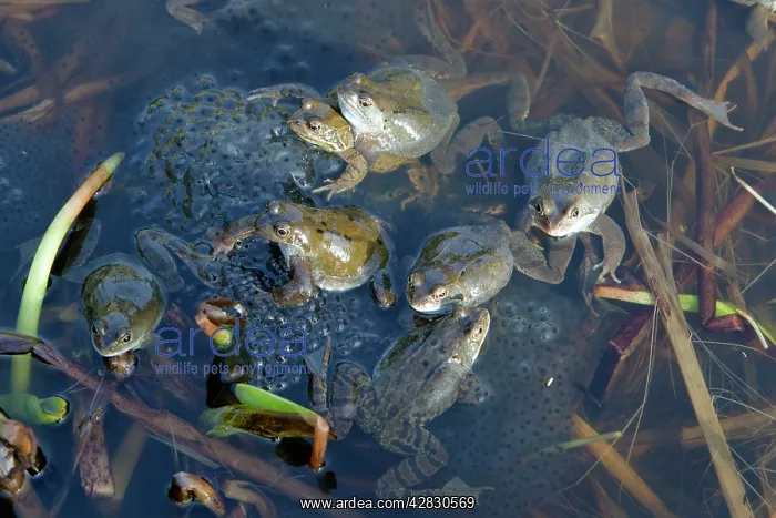 : Common Frog - spawning in pond : Common Frog - spawning in pond