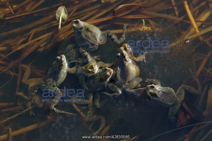 : Common Frog - spawning in pond : Common Frog - spawning in pond