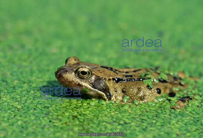 : Common Frog - at surface of pond in pondweed : Common Frog - at surface of pond in pondweed