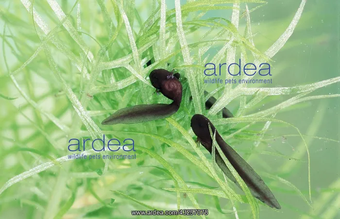 : COMMON FROG TADPOLE - 10 days old : COMMON FROG TADPOLE - 10 days old