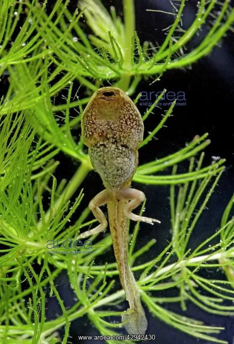 : Common frog - tadpole 14 weeks- showing hind legs : Common frog - tadpole 14 weeks- showing hind legs