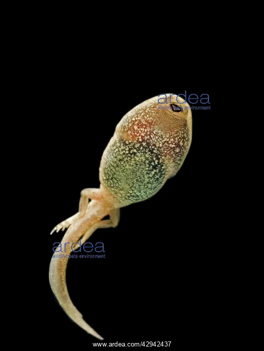 : Common frog - tadpole 14 weeks -showing hind legs : Common frog - tadpole 14 weeks -showing hind legs