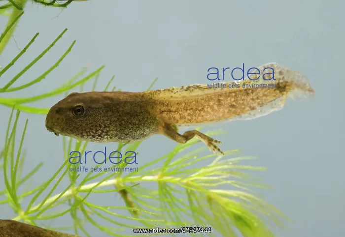  : Common frog - tadpole 14 weeks -showing hind legs