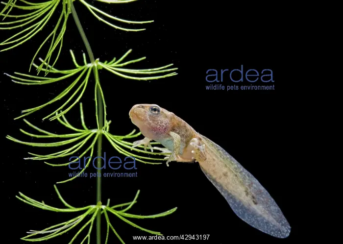 : Common frog tadpole with 2 legs : Common frog tadpole with 2 legs