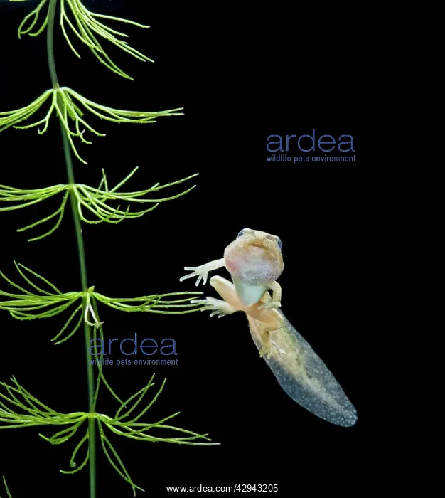 : Common frog tadpole with 2 legs : Common frog tadpole with 2 legs