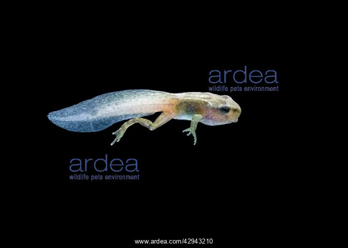 : Common frog tadpole with 2 legs : Common frog tadpole with 2 legs