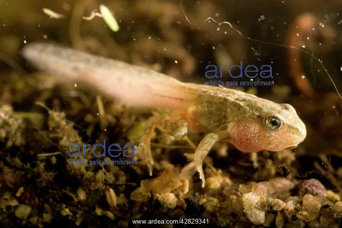 : Common Frog tadpole : Common Frog tadpole