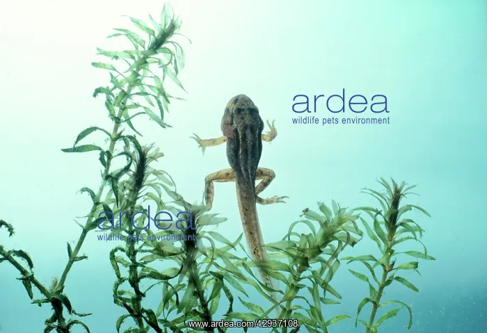 : Common FROG - Tadpole with all legs developed : Common FROG - Tadpole with all legs developed