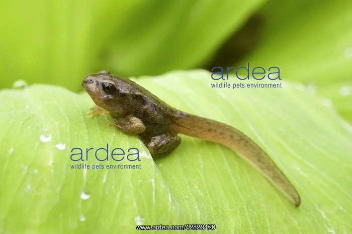 : Common Frog tadpole. Late stage with legs : Common Frog tadpole. Late stage with legs
