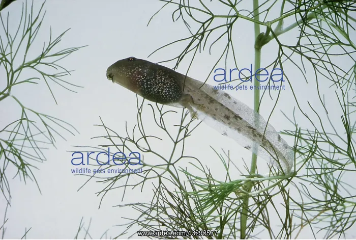  : COMMON FROG TADPOLE - with back legs