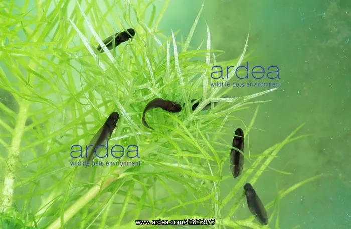 : Common FROG Tadpoles - 10 days old : Common FROG Tadpoles - 10 days old