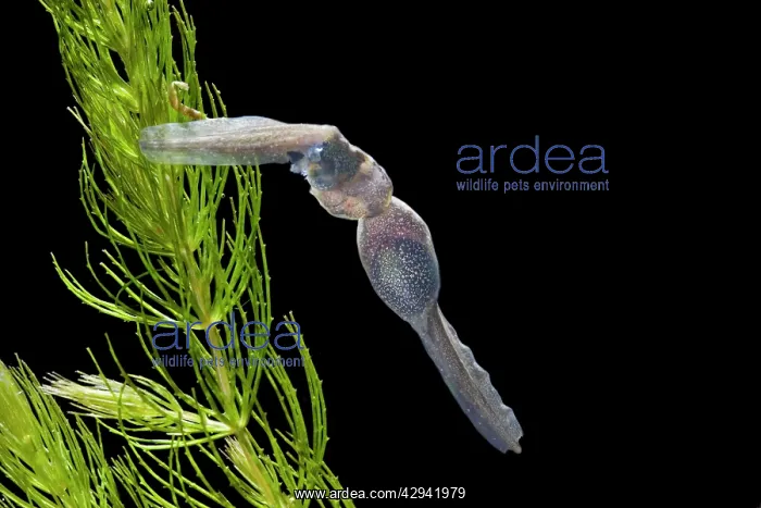 : Common frog tadpoles - 10 weeks x0.5, cannibalism : Common frog tadpoles - 10 weeks x0.5, cannibalism