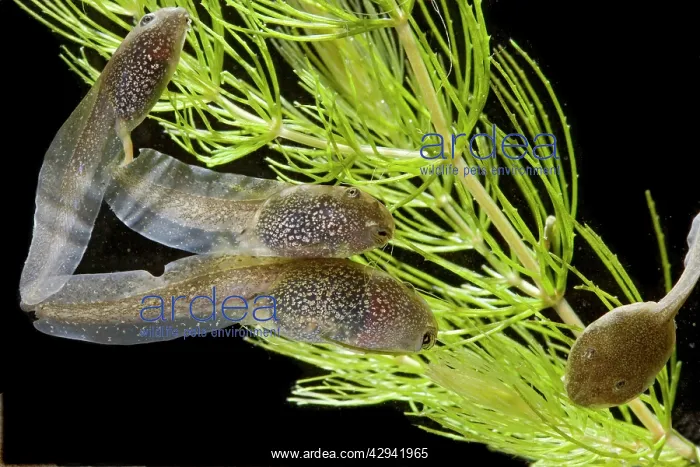 : Common frog - tadpoles, 10 weeks x0.7 : Common frog - tadpoles, 10 weeks x0.7