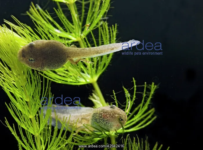 : Common frog - tadpoles 14 weeks -showing hind legs : Common frog - tadpoles 14 weeks -showing hind legs