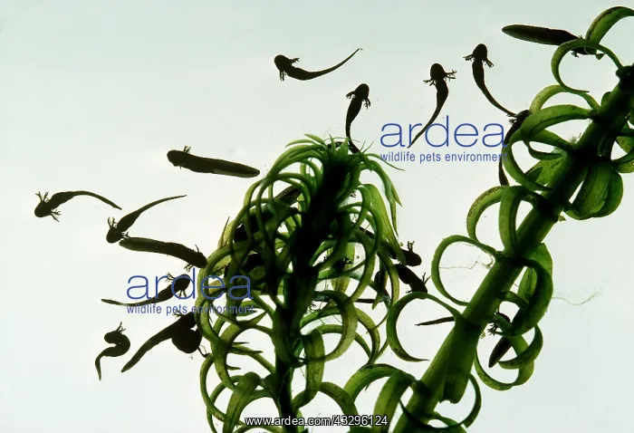 : Common FROG - Tadpoles : Common FROG - Tadpoles