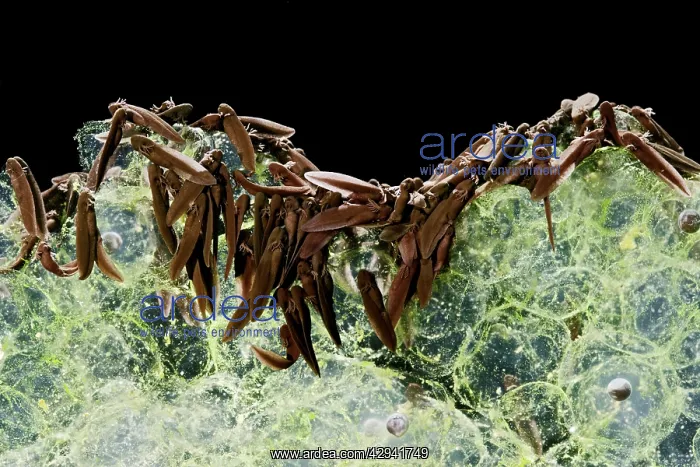 : Common frog Tadpoles - emerging, 0.5 x at 35mm : Common frog Tadpoles - emerging, 0.5 x at 35mm