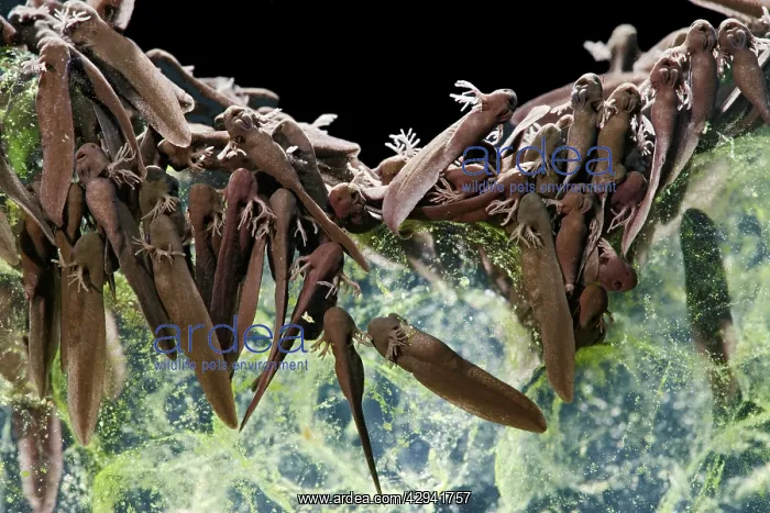 : Common frog Tadpoles - emerging, 1 x at 35mm : Common frog Tadpoles - emerging, 1 x at 35mm