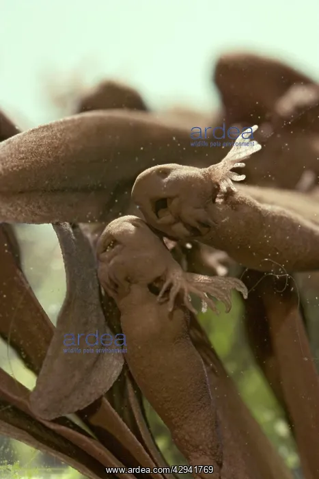 : Common frog Tadpoles - emerging, 4 x at 35mm : Common frog Tadpoles - emerging, 4 x at 35mm