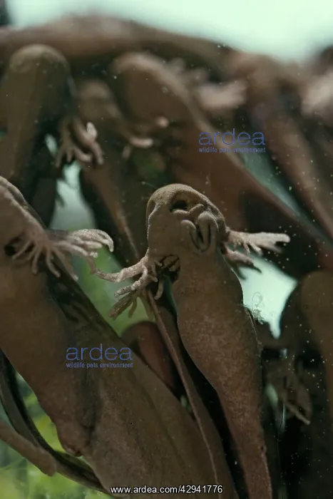  : Common frog Tadpoles - emerging, 4 x at 35mm