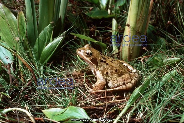 : COMMON FROG - SIDE VIEW at pond habitat : COMMON FROG - SIDE VIEW at pond habitat