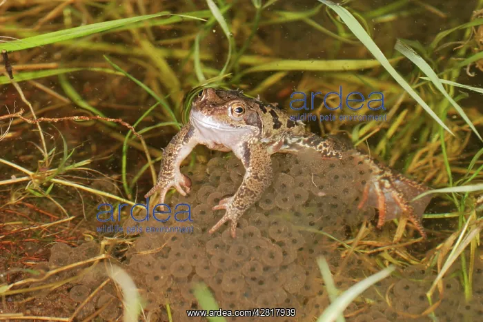: Common Frog - In water, spawning : Common Frog - In water, spawning
