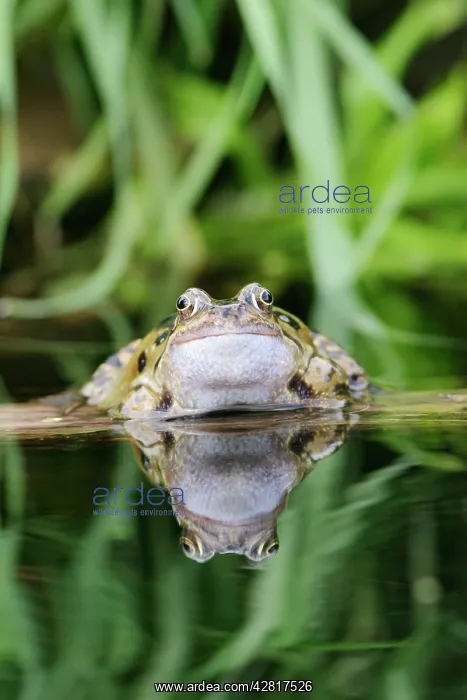 : Common Frog - In water, front view, close up calling : Common Frog - In water, front view, close up calling