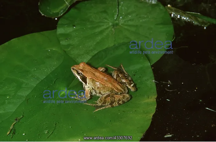 : COMMON FROG - ON WATERLILY : COMMON FROG - ON WATERLILY