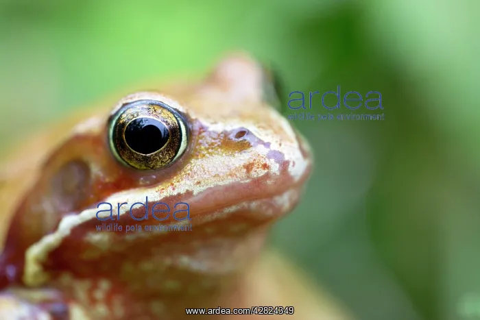 : Common Frog - Yellow Variant : Common Frog - Yellow Variant