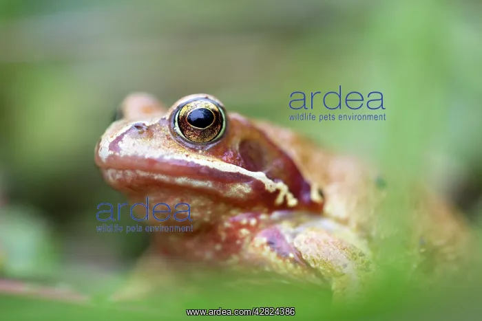 : Common Frog - Yellow Variant : Common Frog - Yellow Variant