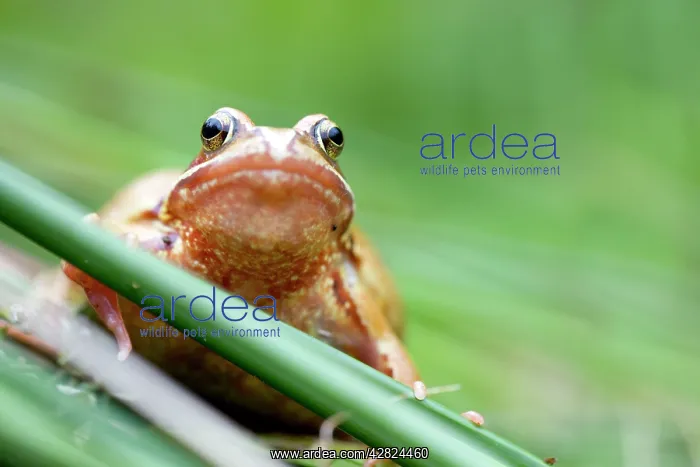 : Common Frog - Yellow Variant : Common Frog - Yellow Variant
