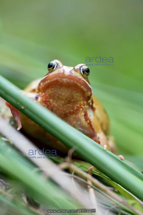 : Common Frog - Yellow Variant : Common Frog - Yellow Variant