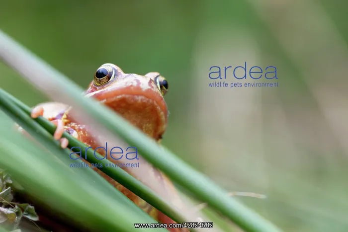 : Common Frog - Yellow Variant : Common Frog - Yellow Variant