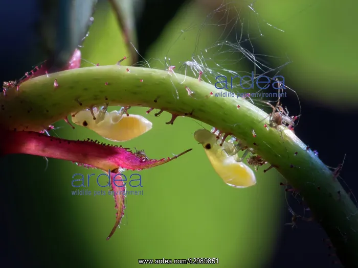 : Common Froghopper : Common Froghopper