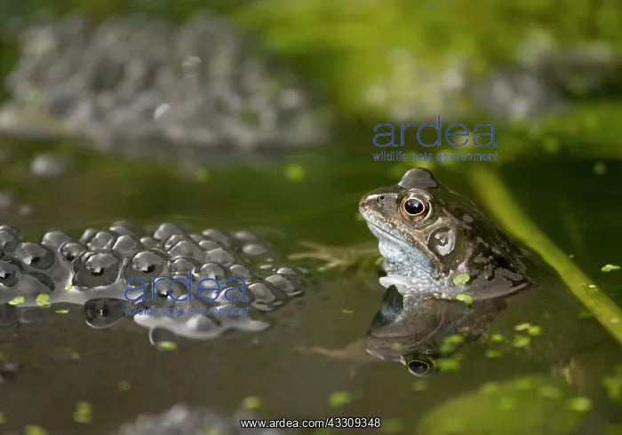 : Common Frogs / European Common Brown Frog - at breeding : Common Frogs / European Common Brown Frog - at breeding